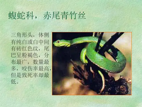 一些有毒的动物