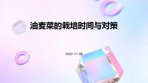 油麦菜的栽培时间与对策