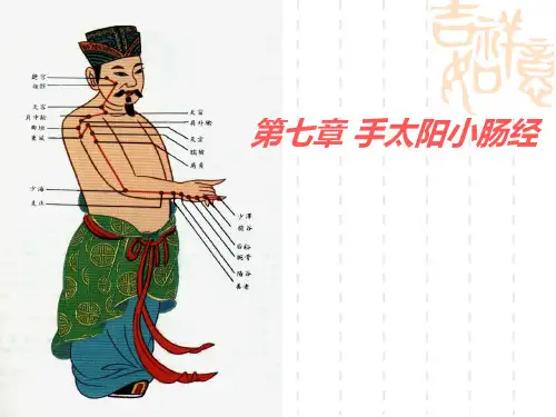 第七章 手太阳小肠经 PPT课件