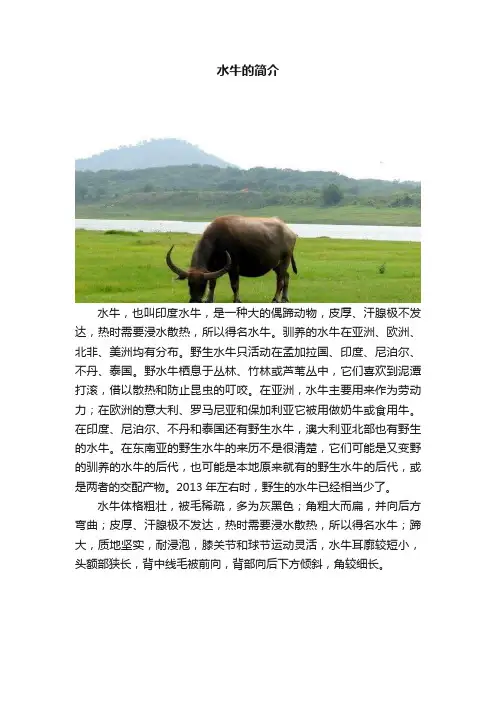 水牛的简介