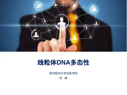 线粒体DNA多态性