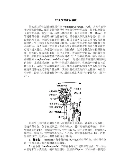 （二）肾的组织结构