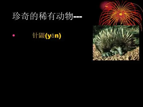珍奇的稀有动物针鼹ppt