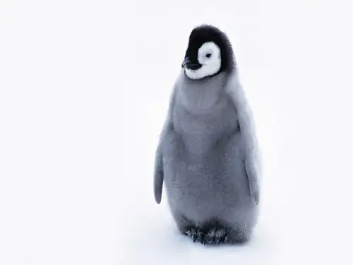 人教版生物必修三《种群的特征》完美课件