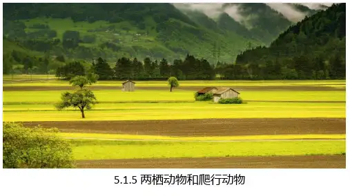 第五节两栖动物和爬行动物课件人教版生物八年级上册