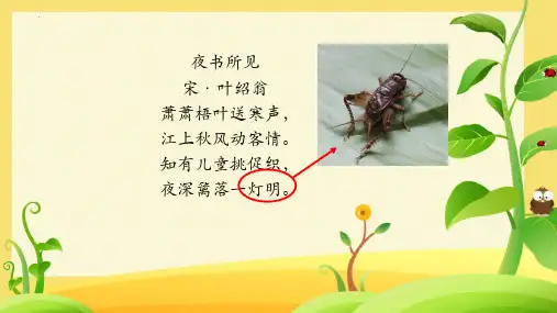 新统编部编版语文四年级上册《蟋蟀的住宅》精品教学课件