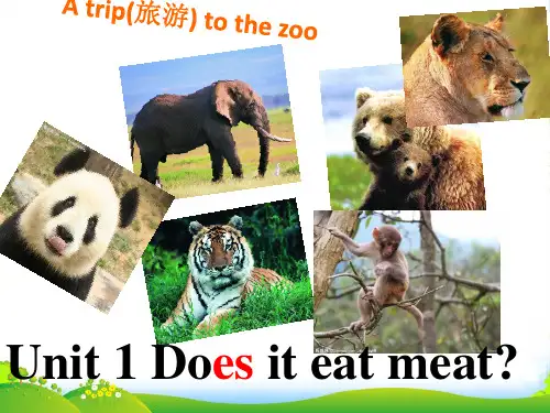 外研版七年 Module 6 Unit1 Does it eat meat 课件(共60张ppt)