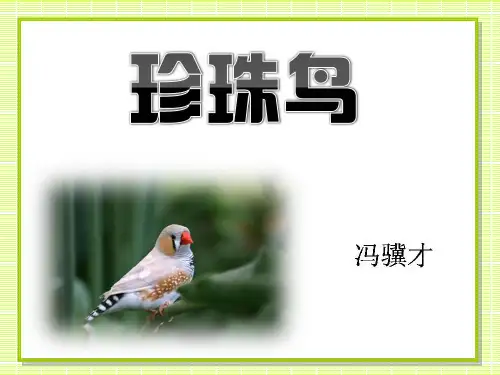 10珍珠鸟精品PPT课件