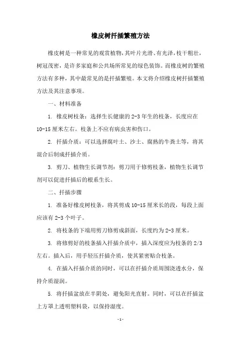 橡皮树扦插繁殖方法