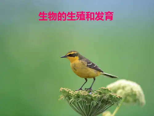 生物的生殖和发育1ppt课件