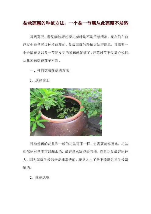 盆栽莲藕的种植方法,一个盆一节藕从此莲藕不发愁