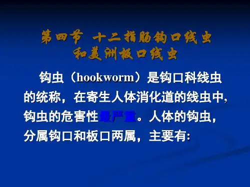 十二指肠钩口线虫