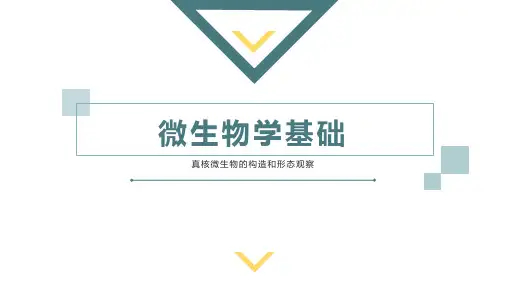 真核微生物的构造和形态观察：形态构造、繁殖方式和生活史、菌落特征、常见霉菌