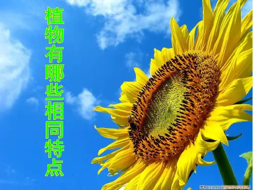 科教版三年级科学植物有哪些相同特点