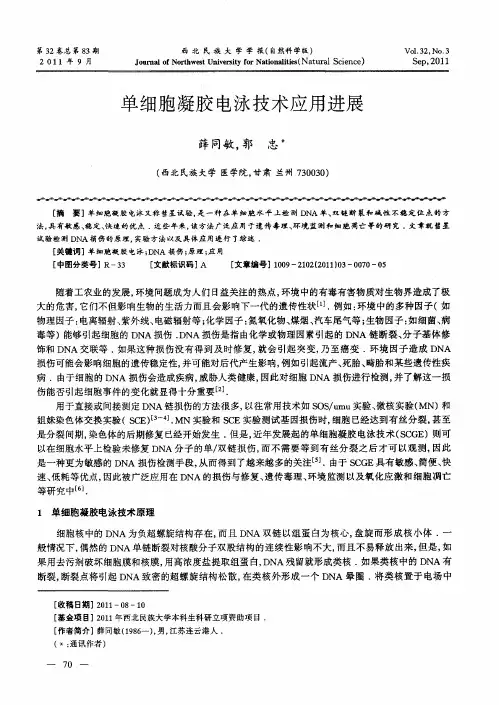 单细胞凝胶电泳技术应用进展