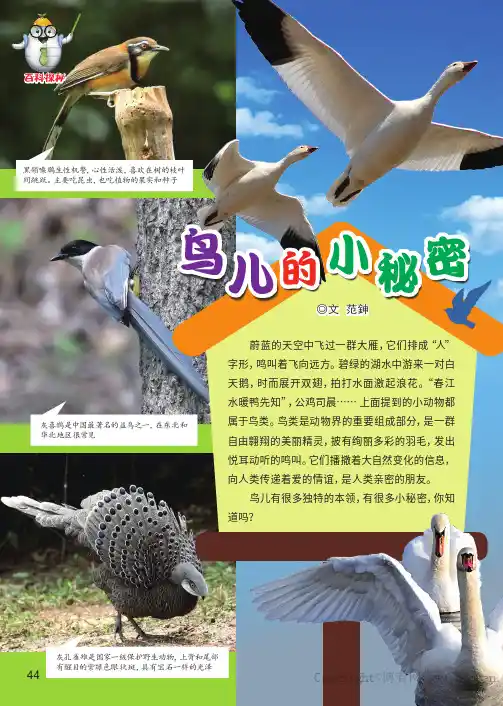 鸟儿的小秘密