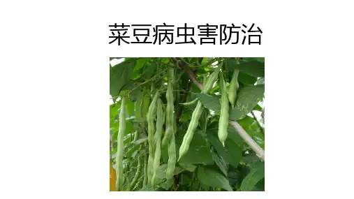 5.1.5菜豆病虫害防治 课件(共18张PPT)《蔬菜生产技术》同步教学(中国农业出版社)