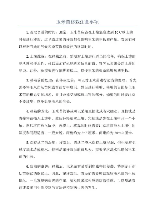玉米苗移栽注意事项
