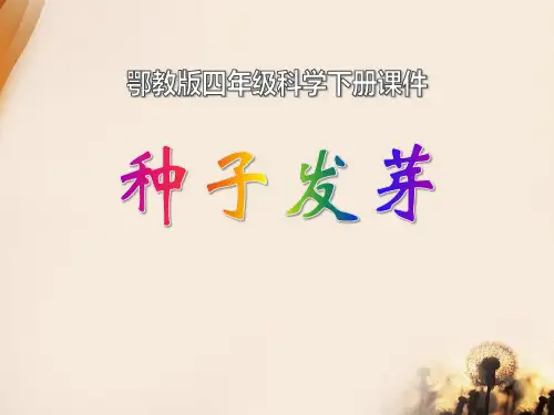 《种子发芽》PPT课件【完美版课件】
