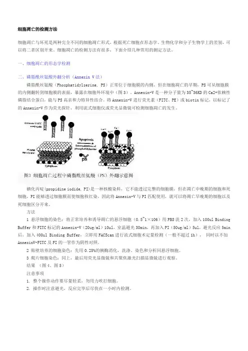 -细胞凋亡的检测方法-