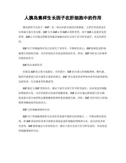 人胰岛素样生长因子在肝细胞中的作用