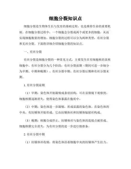 细胞分裂知识点