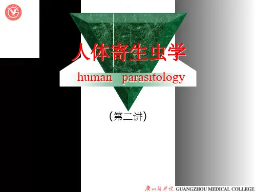 寄生虫肺吸虫ppt课件
