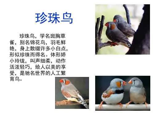 四年级上册语文课件-21《珍珠鸟》_苏教版 (共35张PPT)