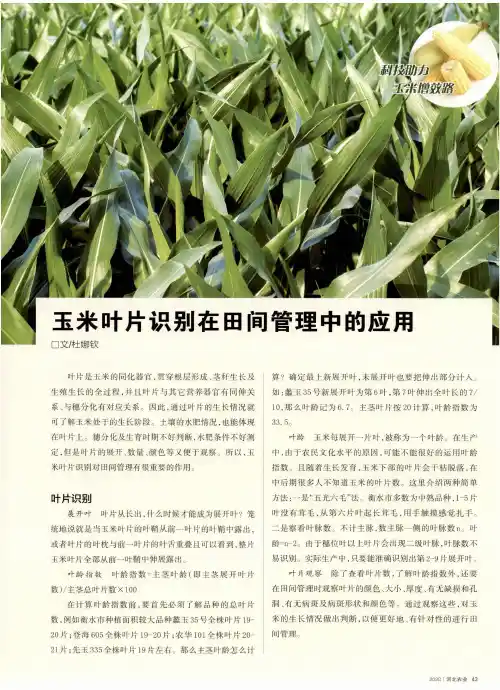 玉米叶片识别在田间管理中的应用