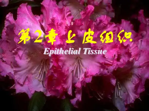2上皮组织 组织学与胚胎学