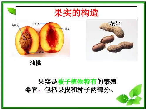 植物的果实