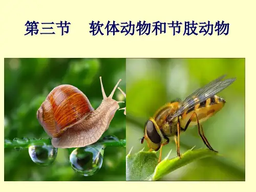 人教版八年级上册5.1.3    软体动物和节肢动物(共13张PPT)