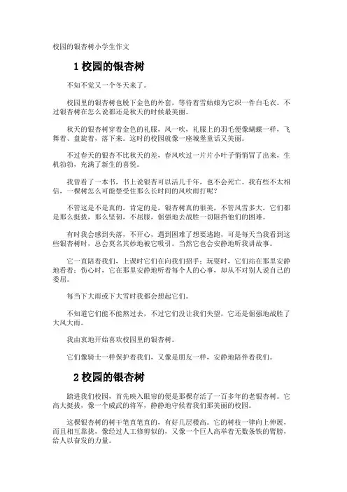 校园的银杏树小学生作文