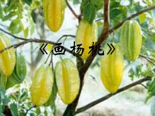 新人教版(部编)二年级语文下册《文  13 画杨桃》示范课课件_24
