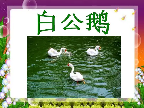《白公鹅》PPT课件下载3