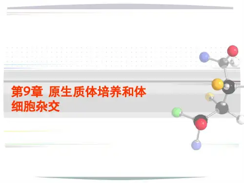 第9章原生质体杂交和体细胞杂交