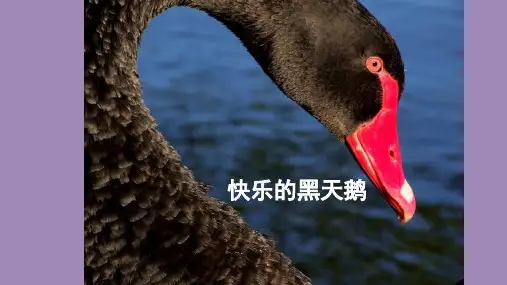 四年级美术上册课件 14.写意国画--快乐的黑天鹅