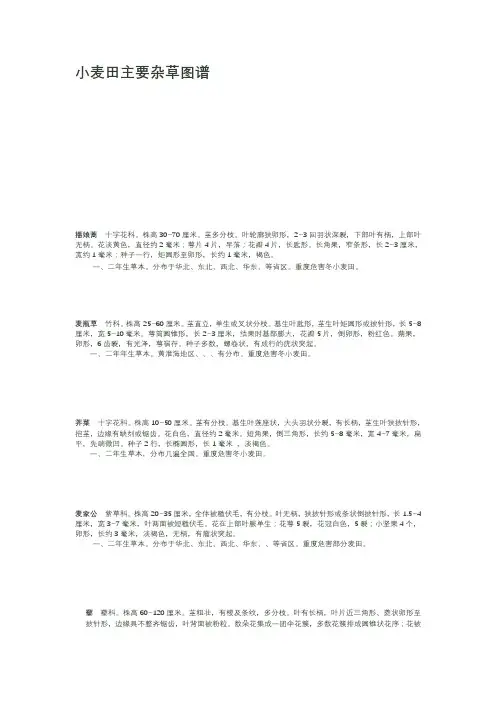 小麦田主要杂草图谱
