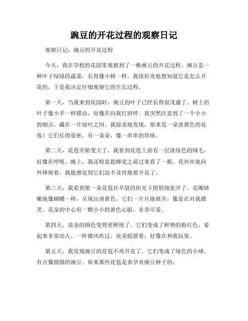 小学三年级作文豌豆的开花过程的观察日记