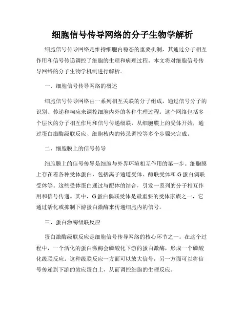 细胞信号传导网络的分子生物学解析