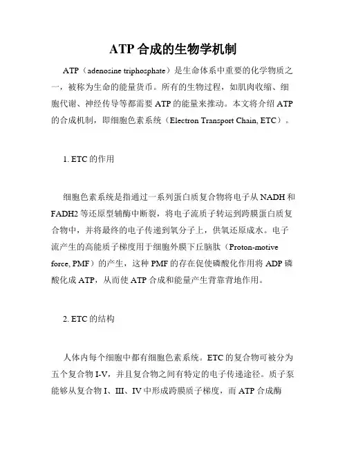 ATP合成的生物学机制