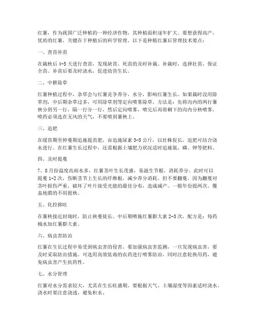 种植红薯后管理技术要点