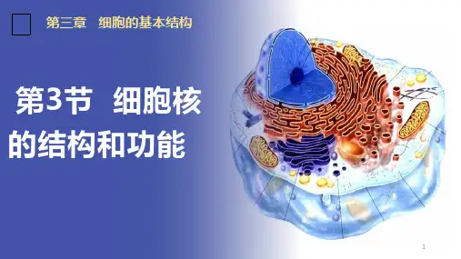 3.3细胞核的结构和功能高一生物上学期优质课件课件(人教版2019必修1)