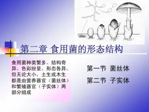 2食用菌-第二章