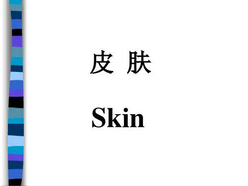 组织胚胎学课件：皮肤