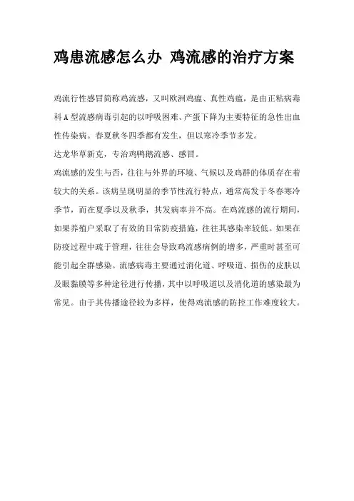 鸡患流感怎么办 鸡流感的治疗方案