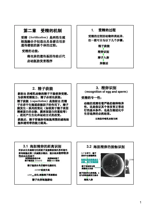 发育生物学：第2章 受精的机制