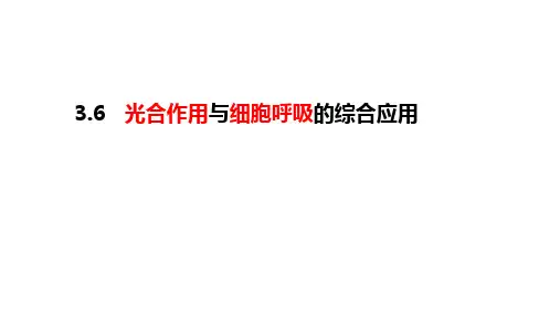 【课件】2023届高三生物一轮复习课件光合作用和呼吸作用的综合分析