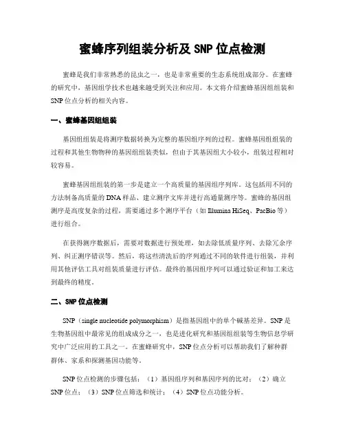蜜蜂序列组装分析及SNP位点检测