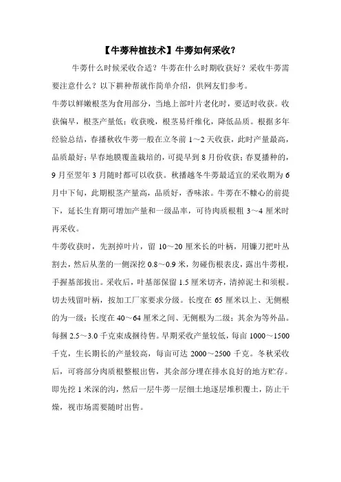【牛蒡种植技术】牛蒡如何采收？